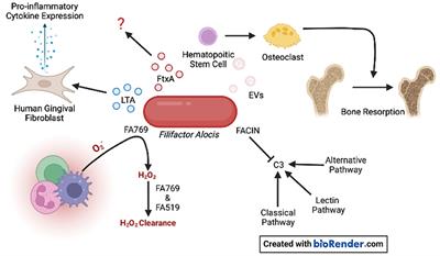 Aggregatibacter actinomycetemcomitans and Filifactor alocis: Two exotoxin-producing oral pathogens